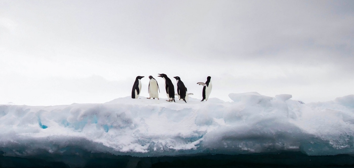 Антарктида достигла максимальной температуры в 2020 году Подтверждено ООН.