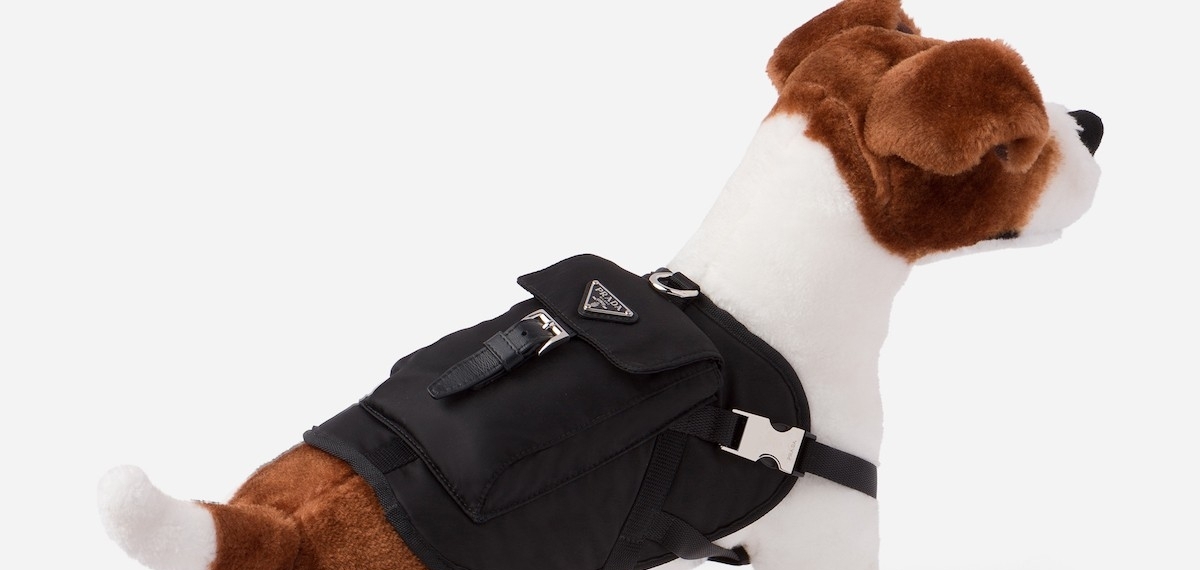 Когда питомец моднее тебя: Роскошные куртки Prada для собак