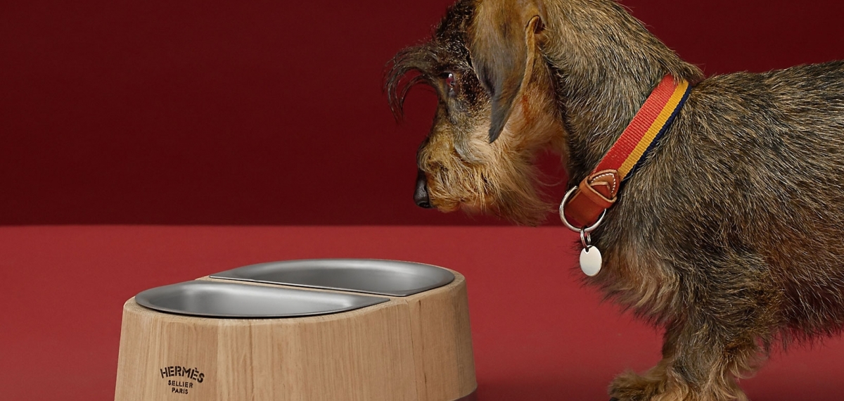 Собачья жизнь или Миска для питомца за 1 000$ от Hermès