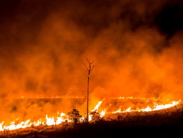 Убедительна версия: Обувная промышленность может быть причиной пожаров в лесах Амазонки